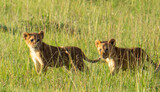 Fototapeta Sypialnia - lion cubs in the high grass in Masai Mara in Kenya
