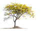 Golden Shower Tree in Stark Isolation: A Highly Detailed Photo Depiction