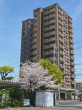 Fototapeta Nowy Jork - 桜のある風景。
マンションの駐車場にさく満開の桜と新緑の木。
日本の春の景色。