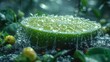  A tight shot of a green fruit with dewdrops,background includes a verdant leafy plant