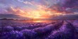 Vibrant Lavender Field at Sunset with Warm and Cool Hues in Serene Countryside Landscape