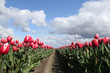low angle view at two rows red tulips in a bulb field in the dutch countryside and a blue sky with white clouds