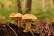 a group beautiful sulphur tuft mushrooms closeup in a forest in autumn