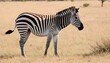 A Zebra In A Game Reserve