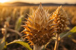 A close-up of a single dried artichoke with sun rays illuminating its intricate layers and textures in a natural field setting