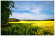 Raps - Rapsblüte - Feld - Yellow - Rapeseed - Beautiul - Sky - Background - Concept  - Ecology - Blooming  - Flower - Bloom - Green - Horizon - Wonderful 