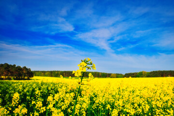 Wall Mural - Raps - Rapsblüte - Feld - Yellow - Rapeseed - Beautiul - Sky - Background - Concept  - Ecology - Blooming  - Flower - Bloom - Green - Horizon - Wonderful 