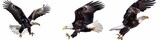 Fototapeta  - Set of four images of a bald eagle in different poses, flying and standing on a white background