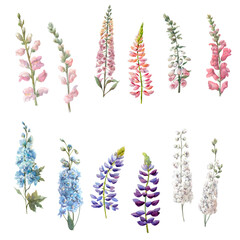 Watercolor set with vertical flowers.Blue and white delphinium,pink antirrihnum,lupine.