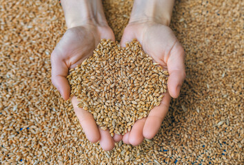 Two women's hands hold many grains of wheat in a handful of palms. The concept of export and import of agricultural products from Ukraine to Europe through Poland.