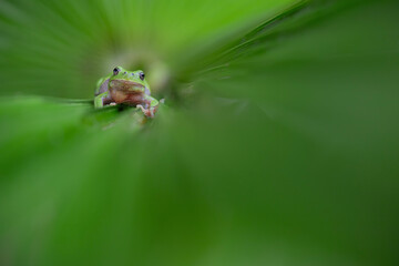 Wall Mural - Face to face among the leaves, the European tree frog (Hyla arborea)