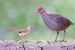 slaty-breasted rail versus plain prinia, two different birds perching on green groun dirt