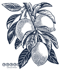 Wall Mural - illustration of a branch of lemons with leaves, monochrome, hand drawing, sketch, vector, linocut style, isolated on white background.