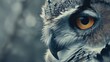  Piercing gaze of an owl in close-up.