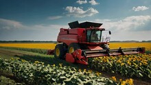 A Red Combine Harvester Is Driving Through A Field Of Yellow Flowers