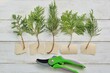 Thuja and juniper twigs for rooting cuttings with sheets of paper for marking plants and pruning shears on a white wooden background