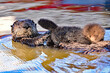 Mother Sea Otter floating with Pup sleeping on her tummy 