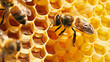 Closeup Detail of Honeybees Working on Honeycomb in Beehive