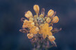 Bulbine abyssinica, or Bushy Bulbine, a yellow succulent flower