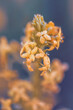 Closeup shot of a flower stem of Galium Capense