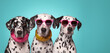 Creative animal concept. Group of Dalmatian dog puppy friends in sunglass shade glasses isolated on solid pastel background, commercial, editorial advertisement, copy text space	
