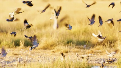 A big family of Eurasian collared dove birds drinking water from a Waterhole in Savanah of Botswana South Africa