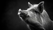   A monochrome image of a pig gazing upward at the camera, snout ajar, against a backdrop of unyielding black