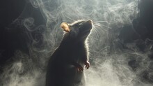   A Rat, Perched On Hind Legs, Silhouetted Against A Dark Backdrop, Exudes Smoke From Its Rear