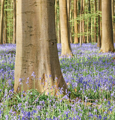 Canvas Print - Beautiful view of the Hallerbos