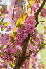 Wall Mural - pink cherry blossom