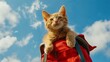 A lovely golden cat is carried on a blue sky background with red shirt