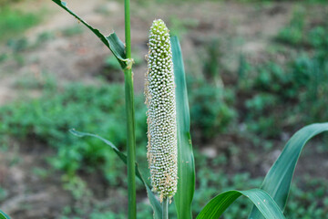 Raw Pearl millet growing on Tree 