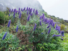 Close Up Of A Echium Candicans, Pride Of Madeira, Large Blue Flowers In Full Bloom