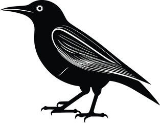 a close up of a black and white little bird on a branch of tree