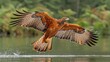   A bird flies over water with sprawled wings