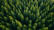 Aerial view of pine wood.