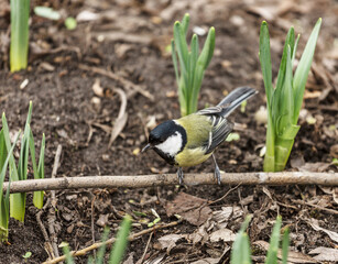 Wall Mural - A large tit (Parus major) sits on a branch