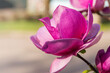 Close-up of bright pink magnolia flowers blooming. 