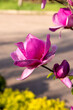 Magnolia flowers on a young tree. Gardening