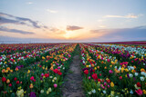 Fototapeta Tulipany - tulip, tulips garden