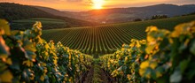 An Elegant Vineyard At Sunset, Grapevines In Rows, A Tasting Event, Picturesque, And Inviting Scene