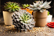 Succulent plants on the rustic background. Selective focus. Shallow depth of field.