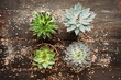 Succulent plants on the rustic background. Selective focus. Shot from above.