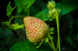 Unripe strawberry in the garden. Selective focus. Shallow depth of field. 