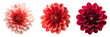 Set of dahlia flowers isolated on a transparent background. PNG.