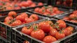 Ripe red tomatoes in plastic boxes on the market. Selective focus