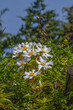 Une grappe de fleurs blanches dans la nature au printemps