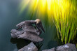 Pelikan im Morgenlicht
