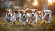 Small Dogs Running Across Dirt Field