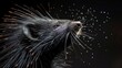 Close Up of a Porcupine on a Black Background